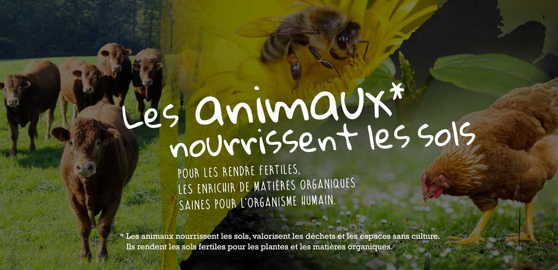 animaux-nourrissent-sols