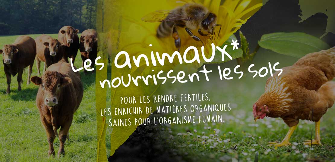 animaux-sols-2