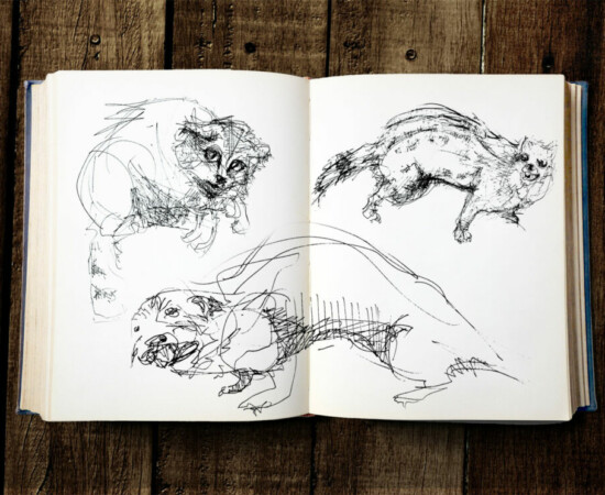 carnet des animaux